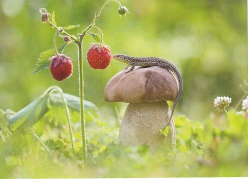 Lizard on a porcini mushroom with strawberries in the background