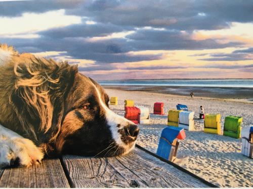 Australian shepherd lying on the beach at sunset. He is looking at the camera.
