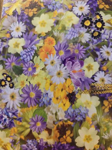 Colorful flowers background, closeup of beautiful flowers, floral background