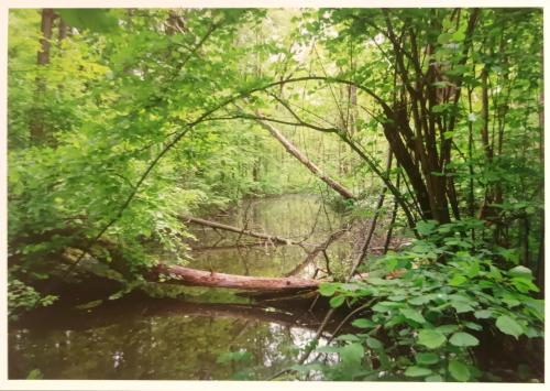 Vintage photo of a small river in the forest. Retro style