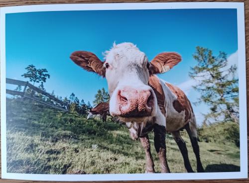 Photo of a cow on a background of blue sky. Close-up
