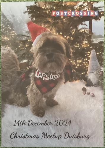 Merry Christmas and Happy New Year postcard with shih tzu