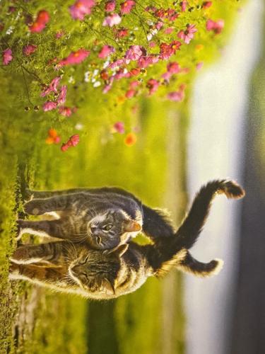 Cute black-and-white spider monkey in the garden.