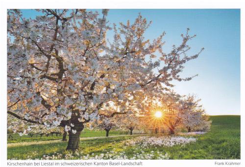 Sunset over blooming apple trees in spring. Springtime.