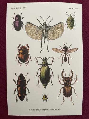 Collection of beetles. Hand-drawn illustration on a white background.