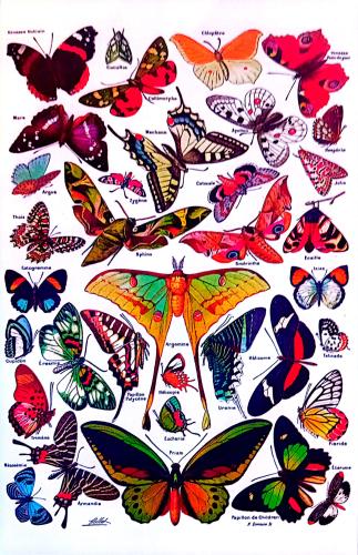 Butterflies and butterflies. Collection of colorful butterflies. Vector illustration.