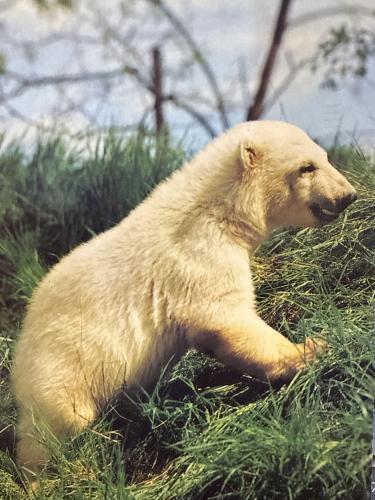 Polar bear (Ursus maritimus) in the wild
