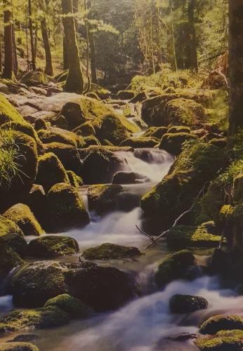 Beautiful mountain stream flowing through the green forest. Long exposure.