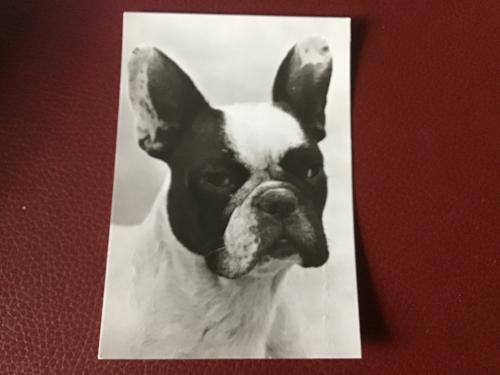 French bulldog with a white photo frame on a red background.