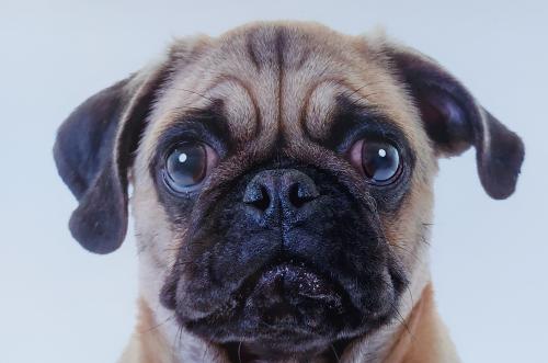 Close-up of a pug dog looking at the camera.