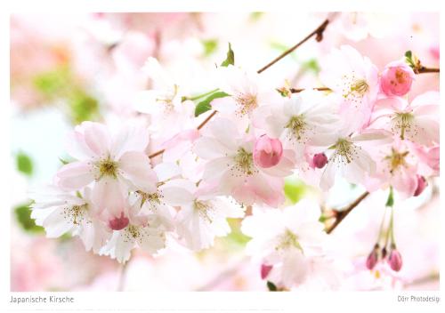 cherry blossom background with space for text. Cherry blossom background