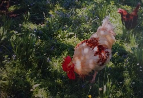 chicken in the garden on the green grass with red rooster