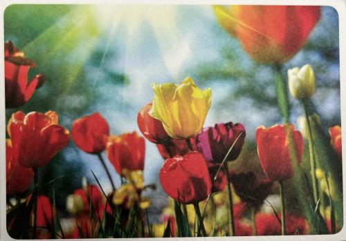 Tulips in the garden. Vintage photo, beautiful postcard