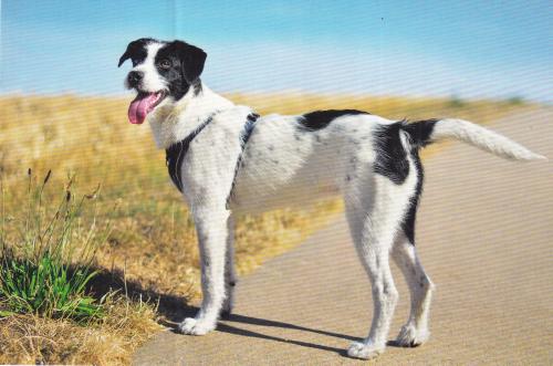 A black and white mixed breed dog standing on the road in the countryside.