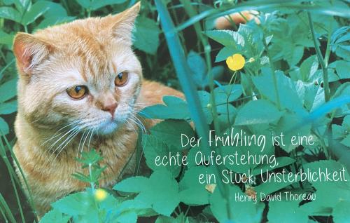Cat in the grass with a quote. Do not be afraid of animals, be afraid of animals.