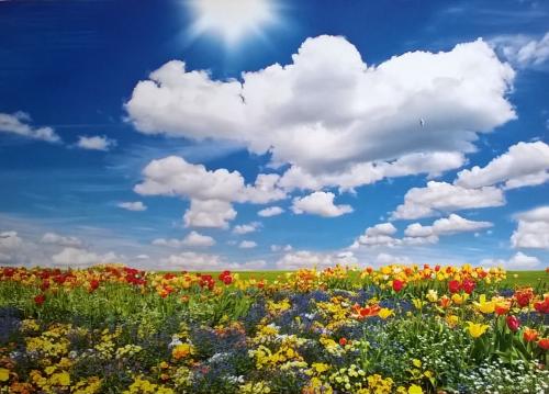 field of spring flowers under the blue sky with white clouds and sun
