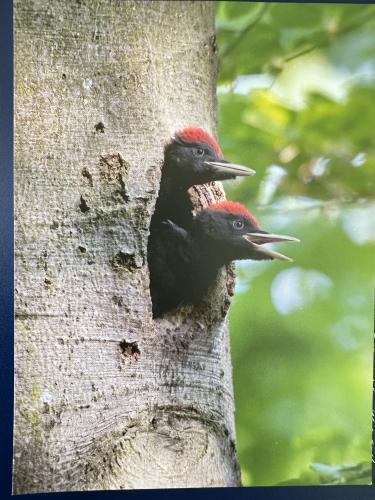 Black Woodpecker (Dryocopus martius).??????. Russia, Moscow.