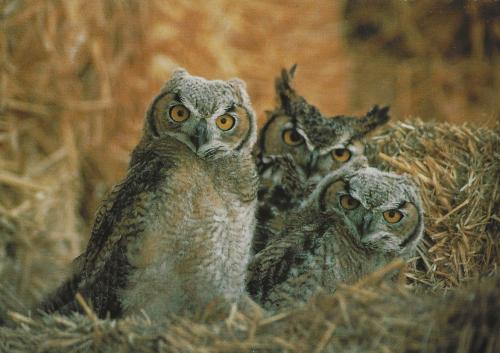 Owl family in the nest. Photo in old color image style.