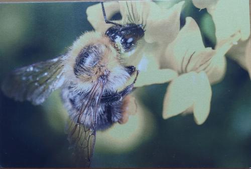 Bee on a flower in the garden. Close-up. Macro