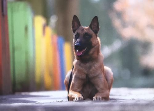 German shepherd dog sitting on the ground in front of colorful fence.