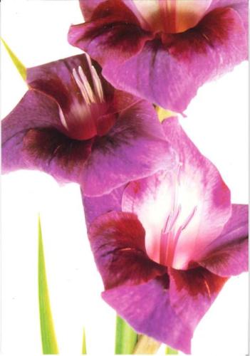 purple gladiolus on a white background, close-up