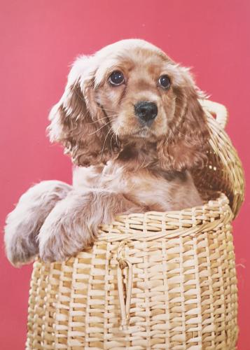 English Cocker Spaniel puppy in a basket on a pink background