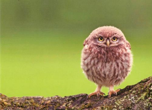 Little owl on a branch with a green background in the forest.