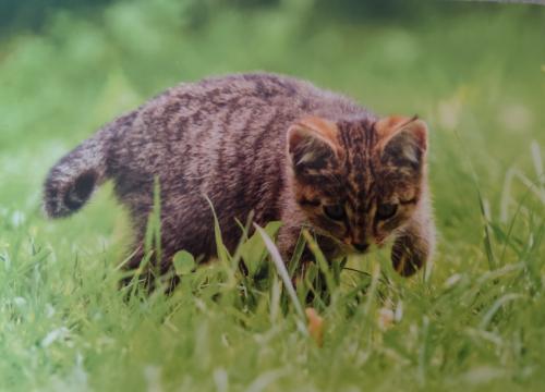 Cute little kitten walking in the green grass in summer garden.