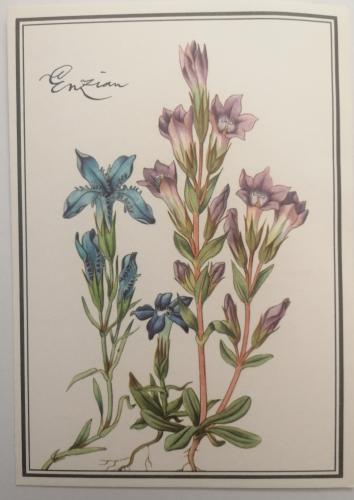 Gentian, painting on the wall of the Museum of Natural History