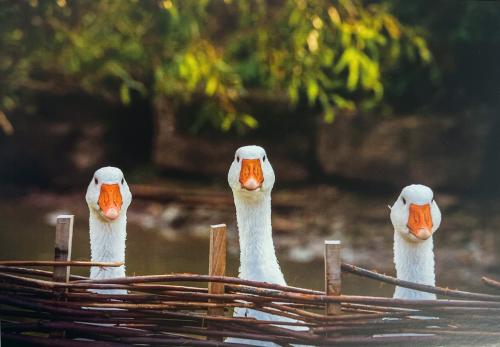 Three white geese in a row on a wooden fence on the lake