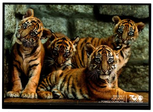 Tiger cubs in the cage of the zoo, Thailand.