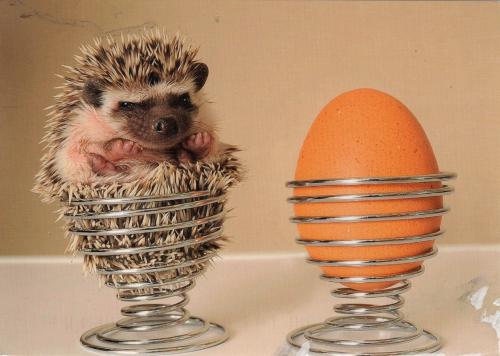 Hedgehog and egg on a light background. The concept of Easter.