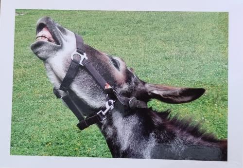 Photo of a donkey on a green meadow in the summer.