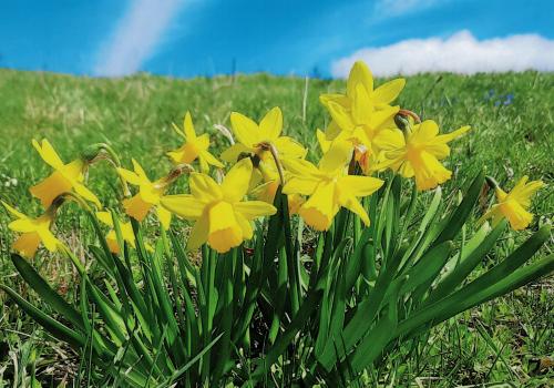 Yellow daffodils on a green meadow with blue sky