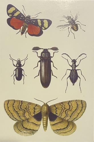 Insects and insects. Illustration on old paper from the 1800s.