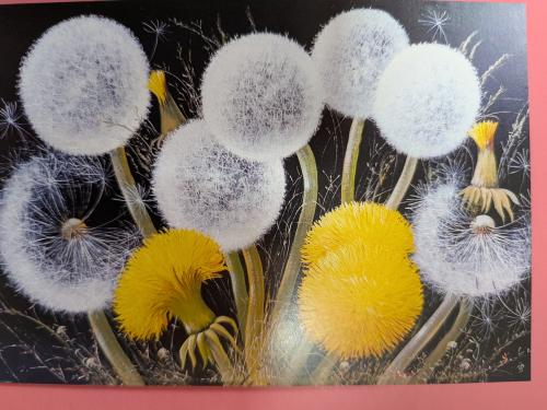 Dandelion flowers. Dandelion seeds on a black background.