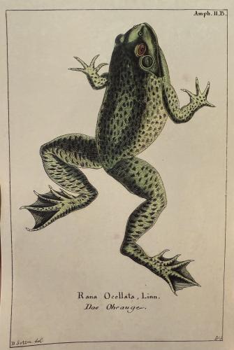 Vintage engraving of a frog.  From a series on Animals and Insects.