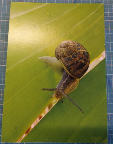 Snail on a green leaf. Snail on a green leaf.