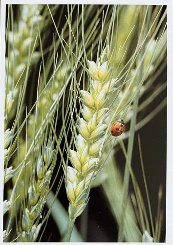 A ladybug on a ear of wheat in a field of wheat