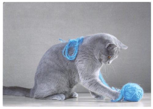 British Shorthair cat playing with a ball of yarn on a gray background