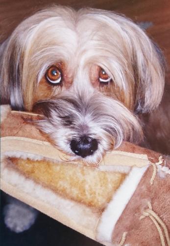 Shih tzu dog with a slipper in his mouth.