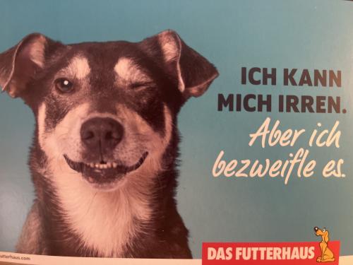 Cute dog looking at the camera with a message in his mouth