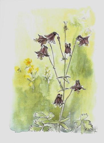 Aquilegia vulgaris. Hand drawn watercolor illustration.