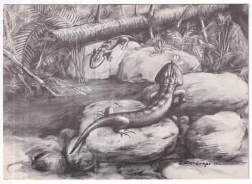 Vintage engraving of a lizard in the nature. Drawing by unknown artist.