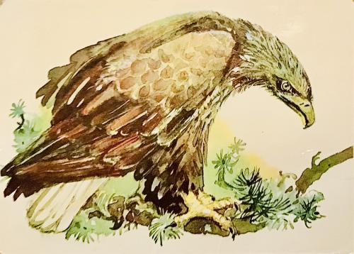 Watercolor illustration of an eagle sitting on a branch of a tree