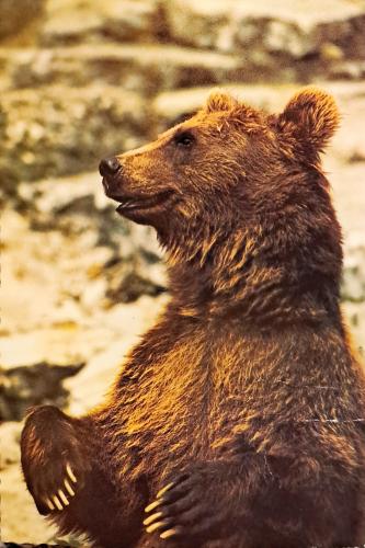 brown bear in the zoo, photo as a background, digital image