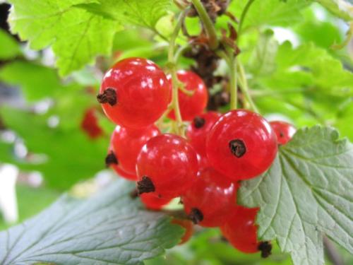 Red currant on a branch in the garden, close-up