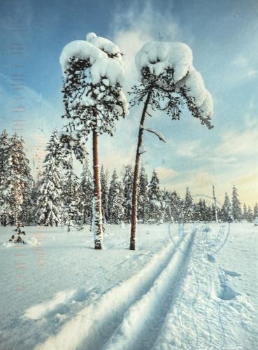 Winter landscape with snow covered trees in Lapland, Finland.