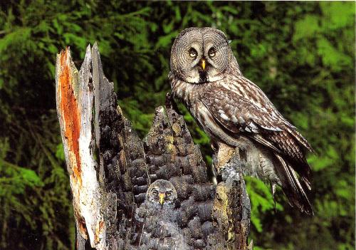 Tawny Owl (Strix nebulosa) on a tree stump.
