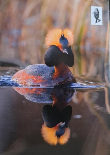 Red-necked grebe (Podiceps rufescens)